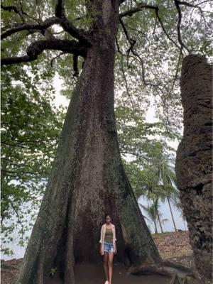 Giant Tree Among Ancient Ruins  #igorkryan #ancientruins #gianttree #ancientwisdom 