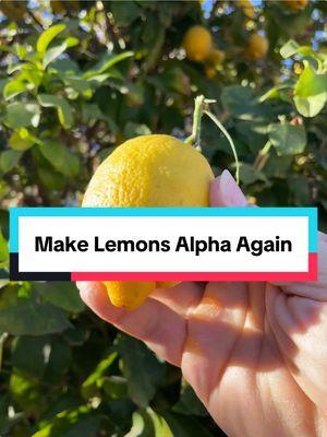 Make Lemons Alpha Again The original Steve Reeves Pre Workout  #gainersparadise #paulkrueger #naturalolympia #naturalbodybuilding #lemons #stevereeves #silvererabodybuilding #preworkout #salt #water #honey #alpha #fresh #metal #fyp #fypシ #fypシ゚viral #nattyasf #falsefakenatty #nutrition #nutritioncoach #foodtiktok 