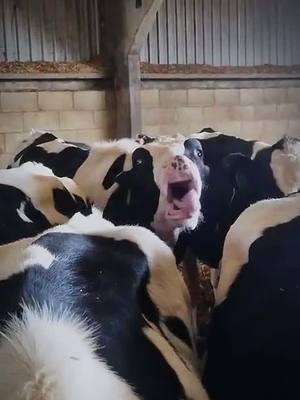 🤣🤣#cowsoftiktok #cows #cowsofinstagram#cowsarecute#dairycows #dairycow #farming #farminglife #farmingtiktok