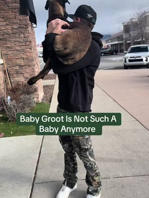 Groot is so trusting and will let you do basically anything to him. He doesn’t have a mean bone in his body. He thinks everyone is his bestest friend. #cachecoffee #supportourveterans #iamgrootofcachecoffee #belgianmalinoisoftiktok #dutchshepherdsoftiktok @Dylan 