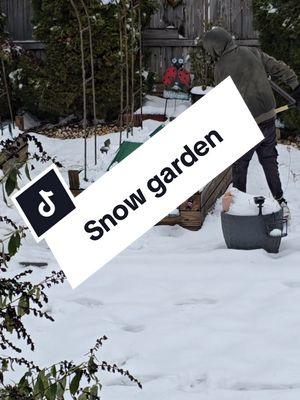 Gardening with snow  #snowday #atlanta #atlantasnow #atlantaweather #gardentokgardentiktok #gardencheck #ladybug2002🐞 #ladybugsgarden🐞 #atlantagardengirl #georgiagardengirl🌱💚 #zone8a #gardentok 