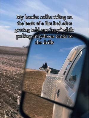 And that’s why we love border collies!! She’s more cowboy than all of us. Flat bed passenger Split! 🐶🤍🐮 #memorecowboy #cowboy #cowgirl #bordercollie #bordercolliesoftiktok #workingdog #farmdog #farmlife #ranchlife #401ranch #rocking401 #farmher #womeninag #fyp #farm #ranch #dogs #dog #smartdog #dogsoftiktok #foryoupage #grainfarmer #forupage #memorecowboythanyou 