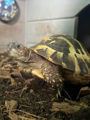 At The Prefurred Pack we are happy to care for all types of animals, big or small! This is Franklin- he is a Hermann’s Tortoise and we love seeing this cute little guy! #JoinThePrefurredPack  #Tortoise #hermannstortoise #petcare 