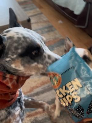 #dogtreats #hungrydog #familydog #dogsofttiktok #heelertok #cattledog #dogtok #heelersoftiktok #heelers #heelerdogs 