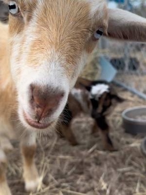 We had another baby born on the farm!! This is Pancake’s first kidding season and she did sooo good! We got another little girl! Her name is Brownie. Listen for Pancake’s little bleat when I ask her if this is her baby. Pancake is one of our sweetest goats. She follows you around like a puppy and talks to you. So excited for all the new farm babies on the farm!  #fyp #farmbabies #babygoats #babygoatsoftiktok #babygoatseason #kiddingseason #goatsoftiktok #farmanimals #cutegoats #cutegoatvideo #cutegoatsoftiktok #snowmuchfarm #ourherdisgrowing #goatherd 