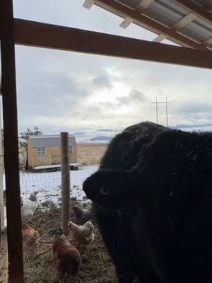 Stall views  #foucachonfarmhouse #idaho #moscowidaho #palouse #farmlife 