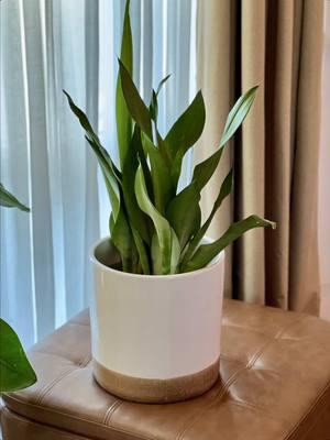 You can always dress up @nakedrootplanters with your favorite cache pot! Get 20% off on your Nakedroot Planters order with code RRR20, link in bio. #houseplant #semihydroponics #indoorgardening #plants #roomwithry  