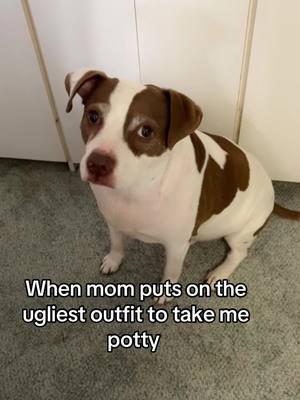 #doggylife #furmom #pittie 