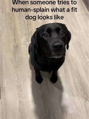 Yeah, I’d love to hear more about how you walk 2 miles a day with your dog. #fitdog #caninefitness #caninewellness #caninerehab #labrador #labradorretriever 