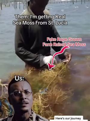 I hate to break it to you but, the majority of #seamoss vendors are sourcing their moss from st. Lucia which is the biggest farm raised sea moss producers in the Caribbean. So if you want real rock grown #wildcraftedseamoss you might wanna come over here to #morphitseamoss I’m just saying 🤷🏾‍♂️