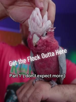 Get the flock outta here: when it doesn’t work out. #parrot #cockatoo #aviculture #petbird #galah #rosebreastedcockatoo #pets 