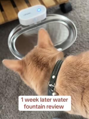 Review of this stainless steel water fountain #cats #catsoftiktok #catadvice #petadvice #cathealth #catnutrition 