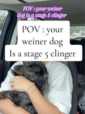 Stage five clinger is an understatement… but we loves him so much🥺🩷 #weineedog #dauschundsoftiktok #clingypet #clingy #funny #funnytiktok #stagefiveclinger 