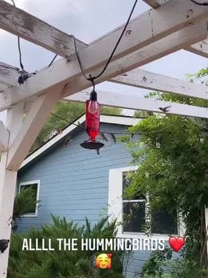 IYKYK @Spencer Pratt @heidimontag @hulu rebuild that house in southern AZ and feed ALLLL the hummingbirds #fyp #foryou #foryoupage #farmtok #farmlife #spencerandheidi #viral #hummingbirds #arizona #thehills 