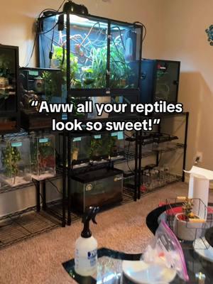 #reptilekeeper #reptilesoftiktok #reptileroom #reptilemom #reptiletiktok #lizard #lizardsoftiktok #lizards #lizardtok #lizardkeeper #lizardmom #chameleon #pantherchameleon #exoticpets #exoticpetsoftiktok #PetsOfTikTok #petlover #petvlog #cute #cutepet #cutelizard #fyp 