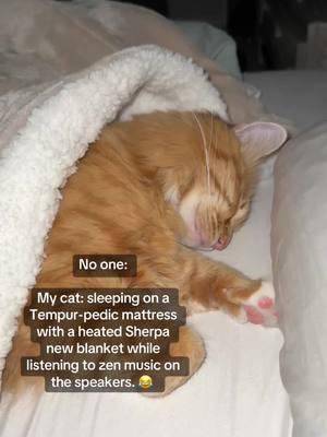 The life of a apoiled orange kitty #orangecat #catpurring #catsoftiktok #cattok 