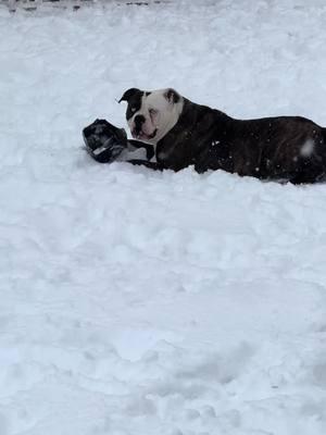 #alldolledup#dolly#pup#snowday #americabilldog#blueeyes#