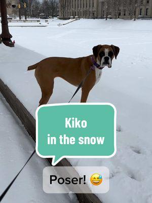 ❄️🐾 Snow? What snow? Kiko’s tackling it like a champ! 🦌 Watch her bounce through 5-7 inches of winter wonderland—she’s basically a deer in disguise. 🐕❤️  #SnowDay #KikoTheBoxer #BoxerLife #SnowPup #DogTok #PuppyTok #Boxer #Snow #WinterAdventures #DoggoGoals #BounceLikeADeer #SnowMuchFun #BoxerLove #DogLife #SnowDog #KikoApproved