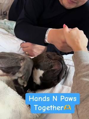 Pig needs all the love, all the time🥰 Thank you @Carisa Erickson for sending me this cute video of Pig. I love watching him be so loved💗 #happysaturday #pupdate #handsin #puppylife #buddies #dogcuddles #frenchiesoftiktok #cutedog #cuteanimals #washington #livingmybestlife #spoiled #fypシ゚viral #fyppppppppppppppppppppppp #fyp #fypage #explore #pupperonishuffle #frenchielove #bemybuddy #