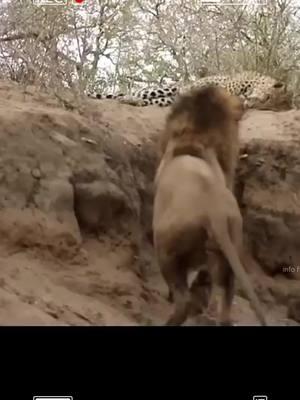 The fight between lion and leoperd #foryoupage #fyp #viral #trending #wildlife #wildanimals #lion #leoperd #junglelife #lioncub