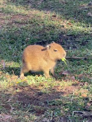 Tupi monch #animals #capybara #cuteanimals #babyanimals #fyp