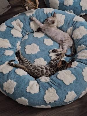 Comfy, cozy supportive sherpa cat bed. sizes for everyone even adults. Kitty approved!!  #lesurepet #calmingbed #donutbed #sherpa #catbed #dogbed #kittenapproves #biscuitsmakers @Lesure Pet #cosmicbengal 