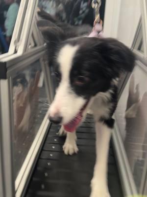 Dakota the Border Collie tries a slatmill for the first time!  #bordercollie #slatmill #dogtreadmill #primeshiba #wolflover #collectionroom #plushcollector #stuffedanimals #doglover #wolfdog #wolfgirl #akitas237 #plushcollection #plush #dogplush #plushcommunity #plushtok #husky 