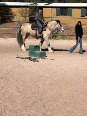 Cash’s first official ride today! This stud is going to really make something in the Gypsy Vanner shows! Can’t wait to have him get a better handle!  @Tami G #royaljequine #gypsyvanner #studcolt #arizonacheck #horsetraining 