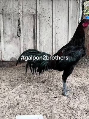 Prieto Peruano 12 meses Tyson #galpon2brothers #galloperuanonavajero #gallosfinos #galloperuano #gamefowl #gamefowllife #gamefowlbreeder #tyson 