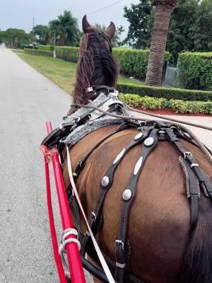 ##horse #caballo #caballos #caballoscolombianos  #horse #horses #equinos  #cabalgatas #caballistasdecorazon #viral#equitacion #equestrian #ecuestre #tiktokdecaballos #pasionequina #pasionparaloscaballos #videosdecaballos  #caballosconcorridos #caballosfinos  #trocha #trochacolombiana  #troteygalope #trochaygalope #caballosdepasofino #pasofino #pasofinocolombiana #yeguas🤠🐴 #yeguadecarreras #yeguasmadres #cuartodemilla #yeguas #