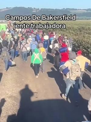 Campos de Bakersfield jente trabajadora #campo #bakerfield #jente #trabajo #work #fyp #fypシ #foryoupage #paratiiiiiiiiiiiiiiiiiiiiiiiiiiiiiii #itatilopez #mexico #latinos #work #viralvideo #laclave2r 