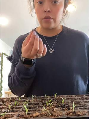 Tomato Update after a snowy night #vlogger #latinaenusa #gardentok #urbanhomesteading #jardineriaencasa #momllennial #momlife #dogmom #zone7b 