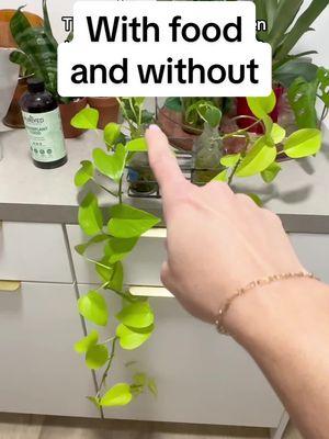 I know Purived Houseplant Food is good (I mean it’s my company after all so obviously 😉) but this still blew my mind! For just pennies, you can achieve more than double the growth on your houseplants, enjoy bigger leaves with more vibrant colors, and grow stronger, more resilient plants. #houseplants #HealthyRoots #purivedhouseplantfood #propagation #neonpothos #pothospropagation #pothosplant #waterpropagation #TikTokShop