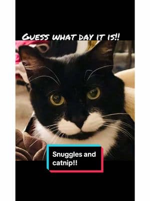 It’s snuggles and catnip caturday!! #charliechaptwc #PetsOfTikTok #InabaChuru #cats_of_world #kitty #cutebaby #petsofinstagram #mybestfriend #catsofinstagram #caturday #catlife #cuteanimals #funnyreelsvideo #funnycat #cutecat #catlover #adoptdontshop #beautiful #Love #pets #fyp #fypツ 