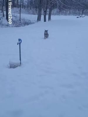 SNOW PUPPY!#free #Love #friends #weavethecoyote #coyote #cute #animals #forestpuppy #nature 