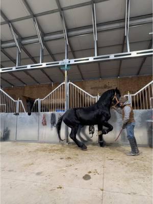 🐴Tesoro🔥#laescuelita #jalisco #mexico🇲🇽 #caballosbailadores 