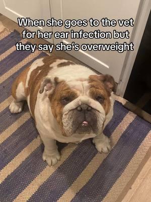 Adding insult to injury 😭 #chalanandcoco #lukaandbella #englishbulldog #bulldog #fyp #puppy #cute #bulldogsoftiktok #dog #puppiesoftiktok #fypシ #englishbulldogsoftiktok #foryoupage 