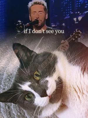 💗💕💗💕💗🐈‍⬛💗💕💗💕💗#CapCut #nickelback #cat #catsoftiktok #iloveyou #ivelovedyouallalong #ineedyou #fypage 