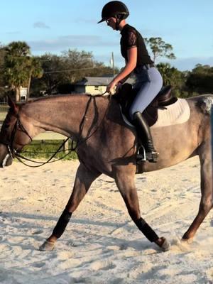 after jump lesson trots>>>  (psa that is medication on his sore to help dry it out) #rangeisgoodtokno #dreamlandfarmsfl #rideforchrome #equestriansoftiktok #aqha #jrhunter 