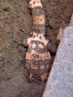 Beaded lizards and Gila monsters aren’t just great climbers, they’re expert diggers as well! Our female Gila monster, Jack (pink stripes) and Wally, our male beaded lizard, are thoroughly enjoying their new dig pit in the desert exhibit. Happy #WorldDesertDay Video from herpetologist Jamie #Syracusezoo #Syracuse #CNY #OnondagaCounty #OnondagaCountyParks