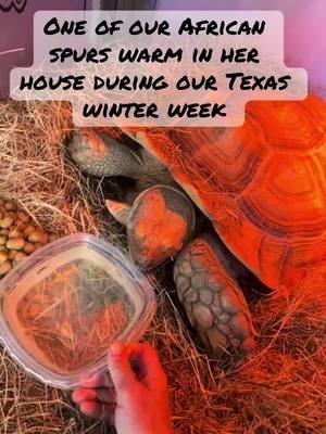 Marshmallow finally accepting some water during our cold front #sulcatatortoise #africanspurredtortoise #sulcatasoftiktok #texaswinter 