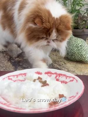 My favorite child, Leo, is getting the royal treatment with his very own batch of snow cream. Snow days are for spoiling the king of the house—because he deserves it.❄️ #CatMom #CatLife #SnowDay #SnowCream #SpoiledPet #FurryRoyalty #PetTok #CatTok #SnowDayFun