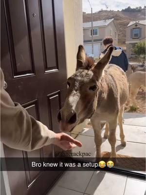 Kidnapping wild donkeys in SoCal😭 #memes #reels #socal #la #trending #viral #tiktok  #hoodmemes #animals #bayarea #fyp #fypシ 