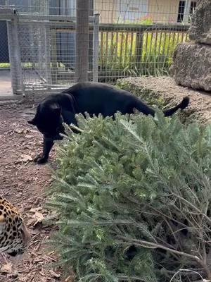 The king of stealth... and the Beauty of the jungle. 👑✨ #Wildlife #BlackJaguar #NatureLovers #PowerAndGrace #BigCats#foryourpage #fypシ゚viral #zwfmiami #305 #bigcatsoftiktok #christmastreats #jungleinmiami #miami  #OnyxtheJag #queenamber👑 #beautyandthebeast #beauty#Beast #naturalsnacks #goingVegan #notreallytho