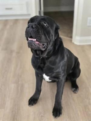 #CapCut When your 130lb bodyguard thinks they’re a 19lb lap dog 🐾💀 🤣 #CaneCorsoChronicles #BigDogEnergy #LapDogInDisguise #SendHelp #funny #instantryplay