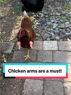 I bought our chickens some arms. Never ending entertainment! #chicken #chickenarms #haveyouseenmychicken #chickensoftiktok #entertainment #fyp @Rob Robinson @nessa @Robert Robinson 