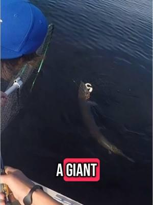 The full POV experience of Catching a Giant Open Water Musky #muskyfishing#fyp#fishing#fishtok#fyp#giant#muskyguide#viralfishing#fishwithteethoutdoors#austinwiggermanguideservice  