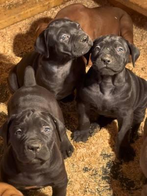 🐾Welcome to Authentic Boerboels #boerboel #southafricanboerboel #mastiff #pet #share #fyp 