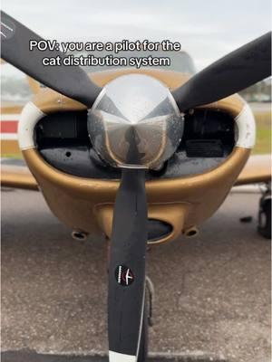 Fly Pilots n’ Paws #pilot #airplane #aviation #flying #airplanetiktok #aviationtiktok #planetok #pipercomanche 