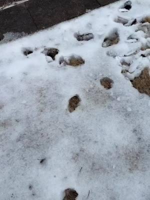 The snow provides a way for me to track the different animals roaming Moodyville. Looks like the coyotes had a deer or some large animal for a meal. For my outdoors folks, what kind of bones, do you think they are in the video? #teamwork #nature #wildlife #animaltracks #snow